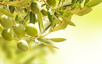 ¿Qué propiedades tienen las aceitunas?