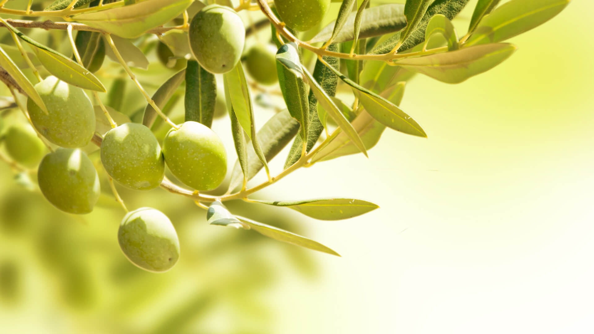 propiedades-aceitunas propiedades aceitunas